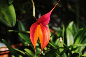 bild-orchidee-baus